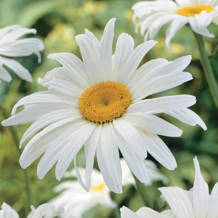 Plant shasta daisy seeds