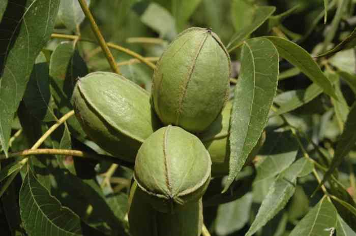 When to plant a pecan tree