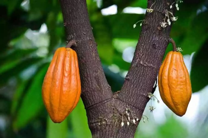 Cacao fruits tree fruit plant cultivation description theobroma britannica