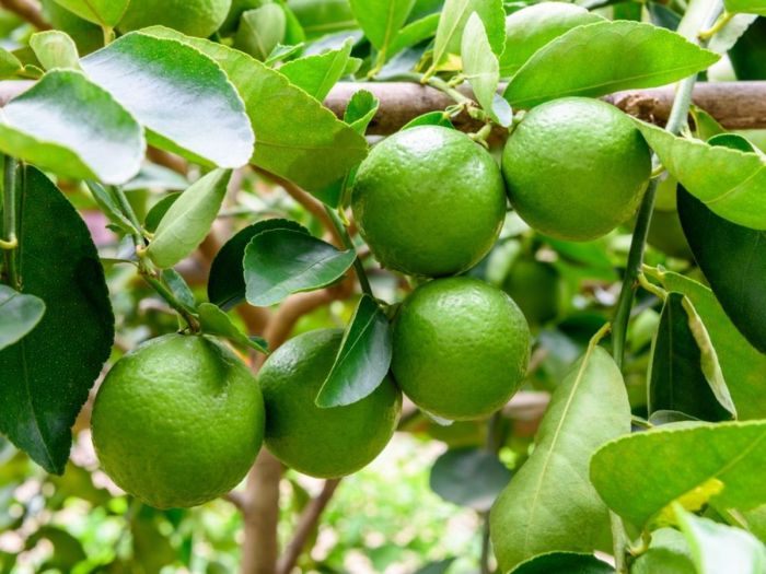 How to plant lime tree