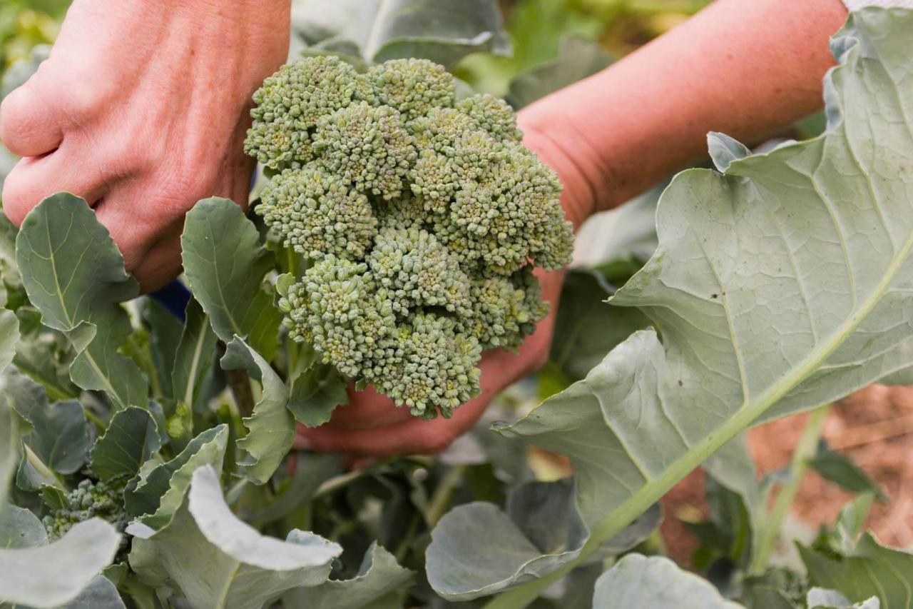 How to plant broccoli seeds