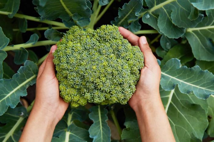 How to plant broccoli seeds