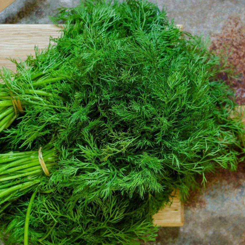 Dill seeds on plant