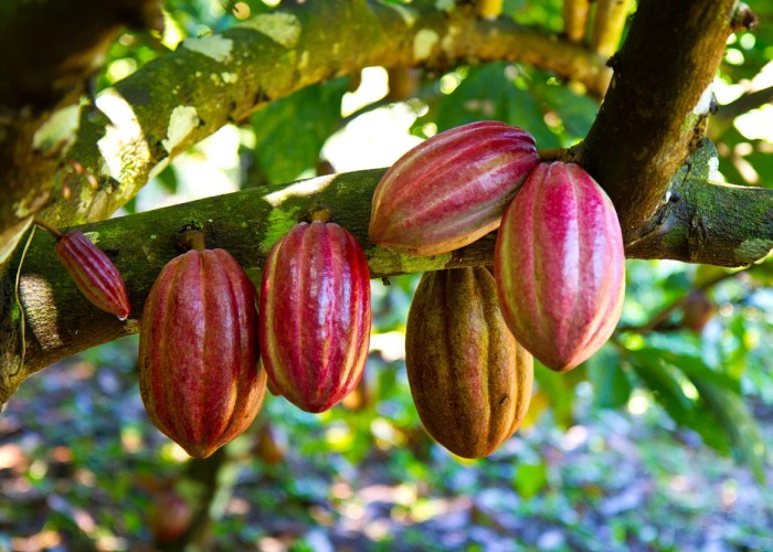 How to plant a cocoa tree