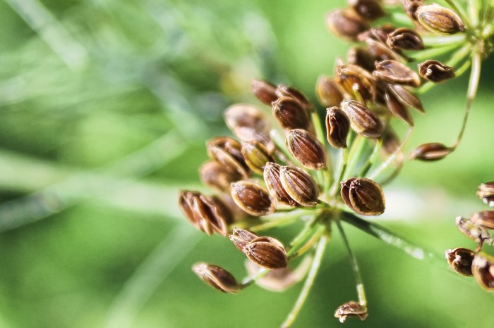 Dill seeds on plant