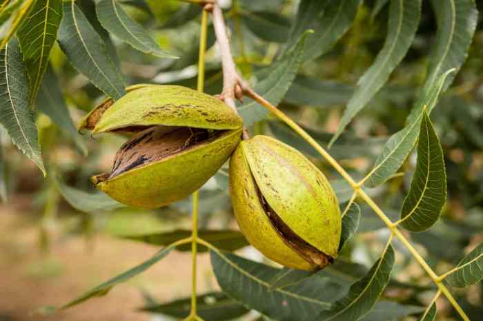 When to plant a pecan tree