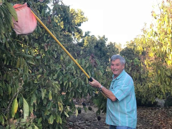 How far apart to plant avocado trees