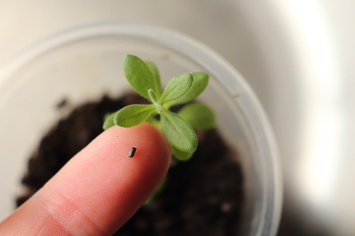 How to plant lavender seeds