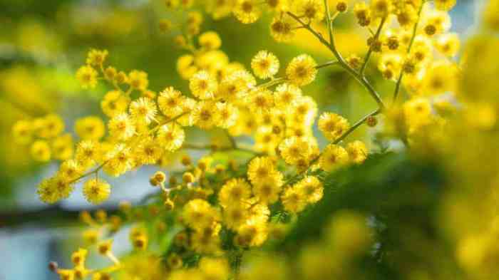 When to plant mimosa tree