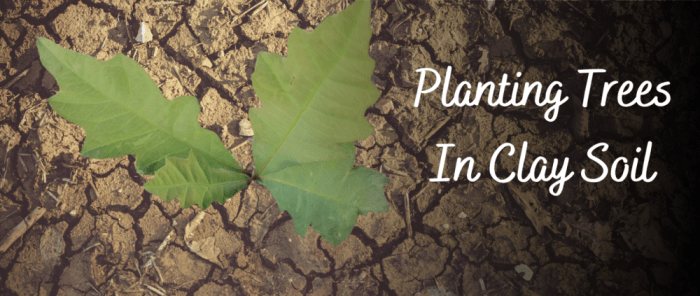 How to plant trees in clay soil