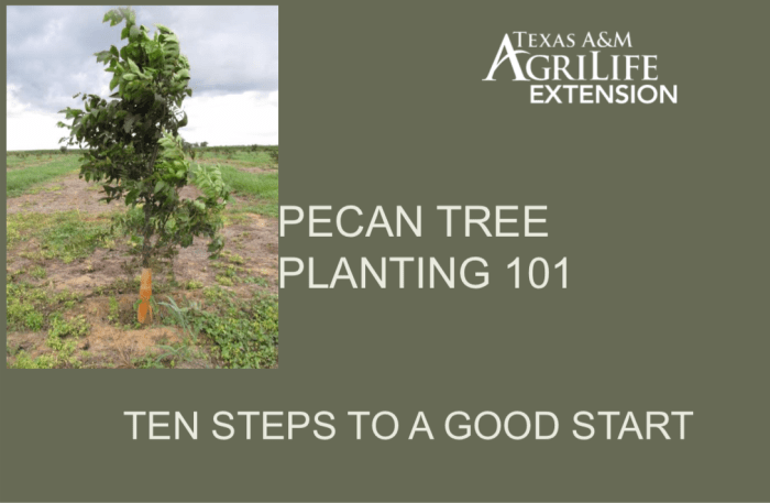 Where to plant pecan trees