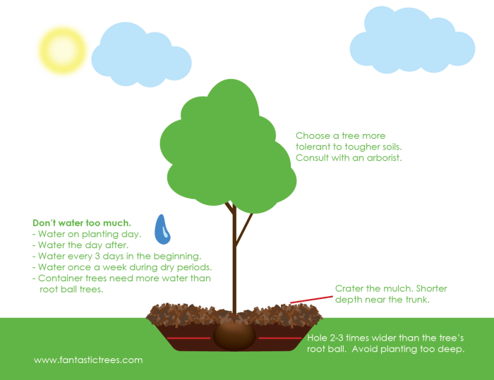 How to plant trees in clay soil