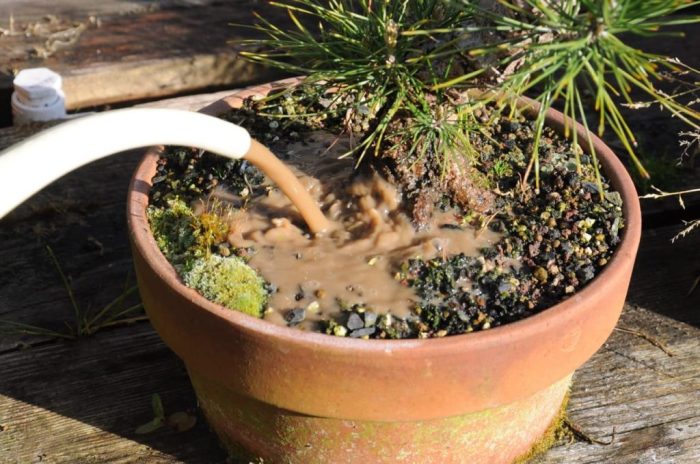 Bonsai tree plant food