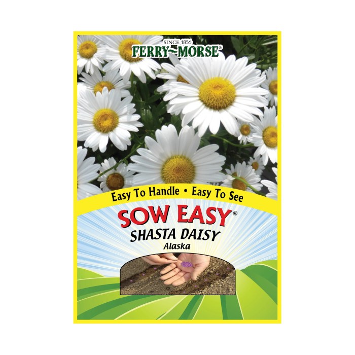 Plant shasta daisy seeds