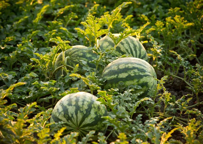 How do you plant watermelon seeds