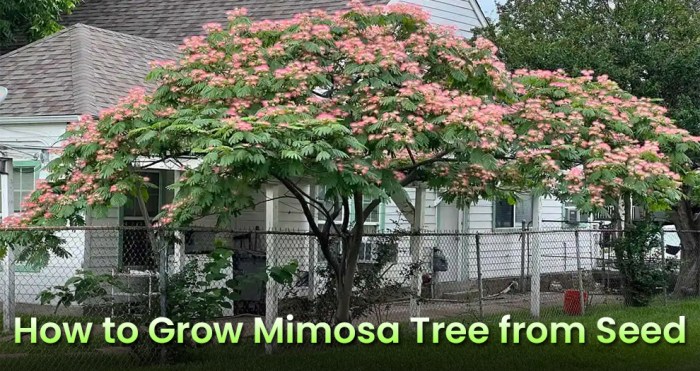 When to plant mimosa tree