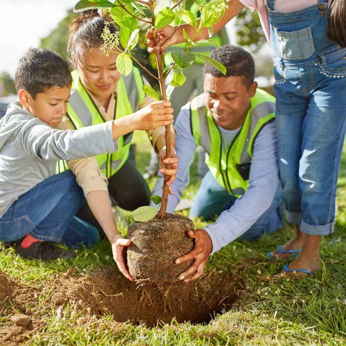 How do you plant trees