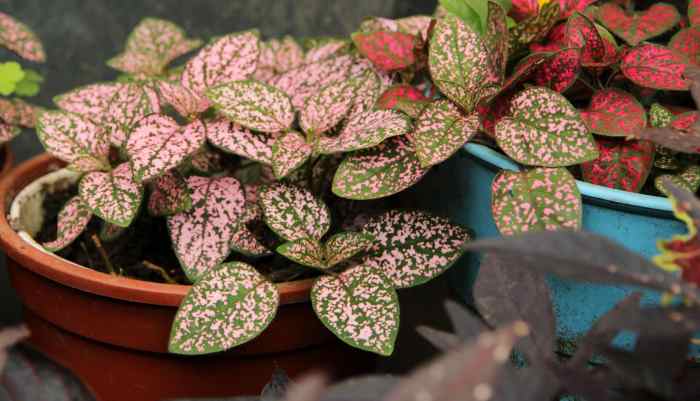 Polka dot plant seeds