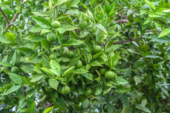 Lime tree cuttings steps growing