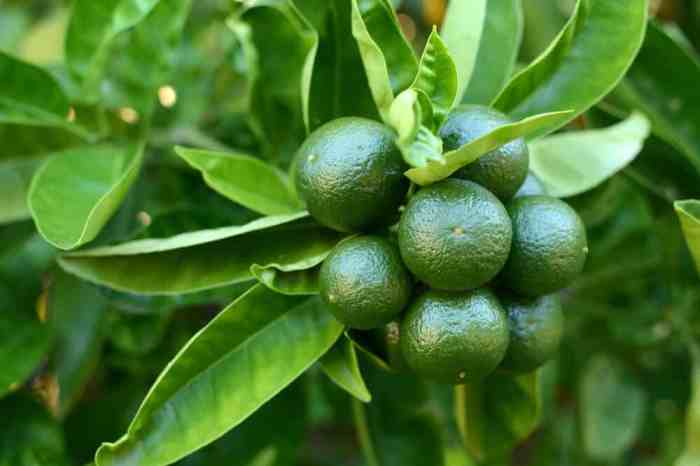 How to plant lime tree