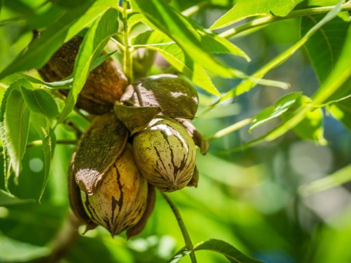 Where to plant pecan trees