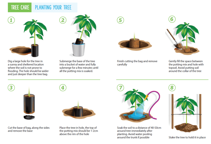 How far apart to plant avocado trees