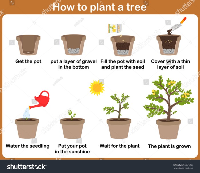 Grow seedling gardening sprout flat vecteezy growth