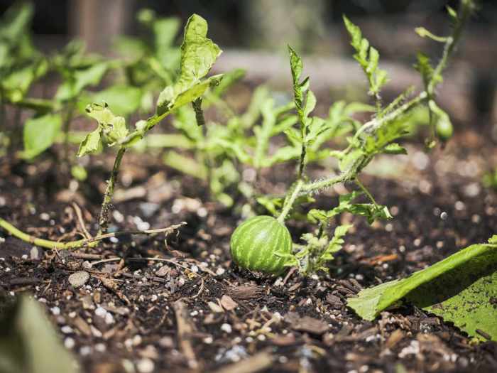 How do you plant watermelon seeds